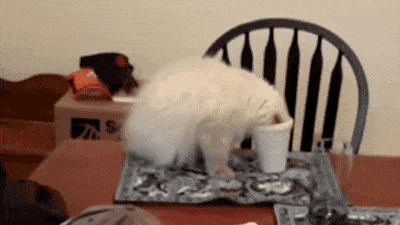 Cat slide.gif