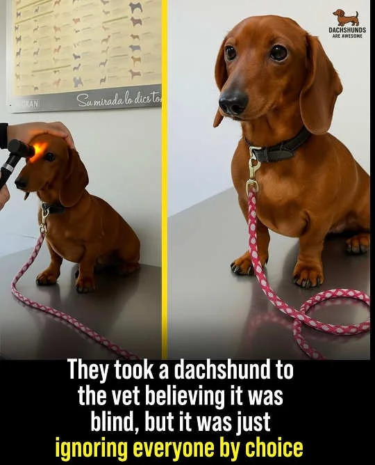 dog-dachshund-pretends-blind-ignoring.webp