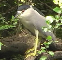 Night Heron.jpg