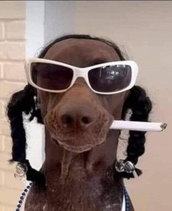Dog smoking weed.jpg