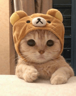 This cat cries.png