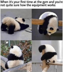 pan1.png