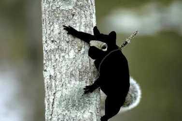 NINJA Squirrels.png NINJA Squirrels.png