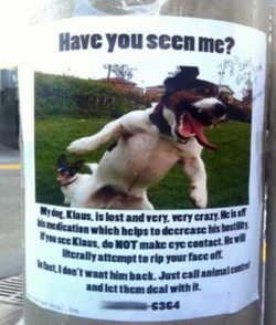 dog.webp