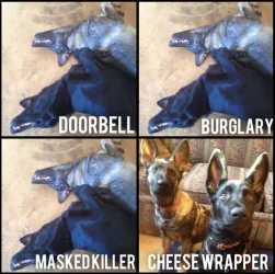 Dog-Facts.webp