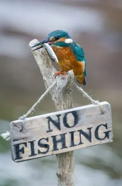 fishingfunny.webp
