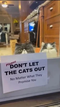 catout.webp