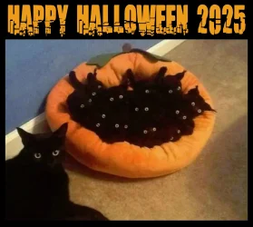Halloween.webp