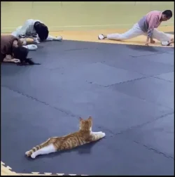 catyoga.webp
