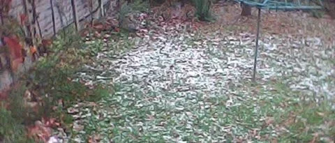 1st-snow.webp 1st-snow.webp