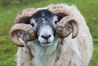 Ram 01.webp