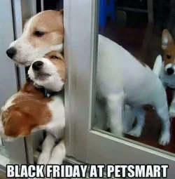 67483b198c502_funny-black-friday-memes.webp 67483b198c502_funny-black-friday-memes.webp