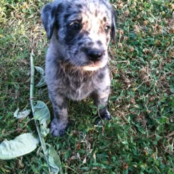 labahoula puppy.webp labahoula puppy.webp