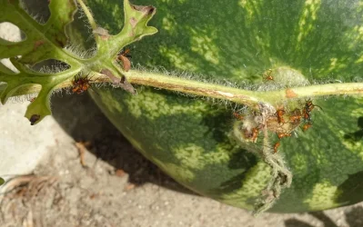 6a Bugs On Last Watermellon (3) .webp 6a Bugs On Last Watermellon (3) .webp