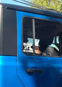 See-my-wiener.webp