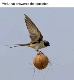 HLvxRb3.webp