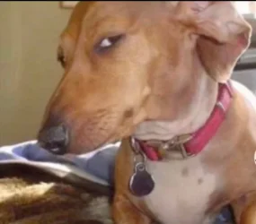 dog side eye.webp