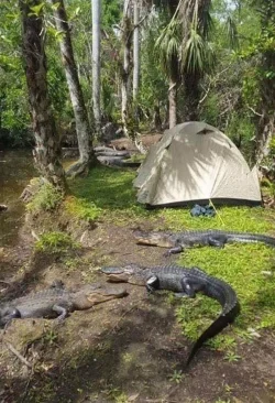Camping In Florida Looks Fun.webp