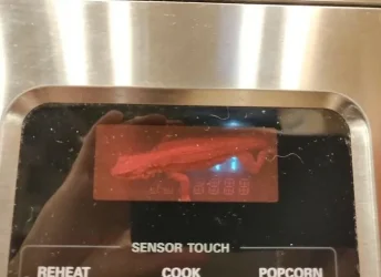 So This Lizard Moved Into My Microwave Clock. I Guess It's His Now.webp