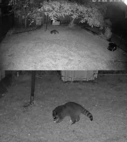 Racoon Video before.webp