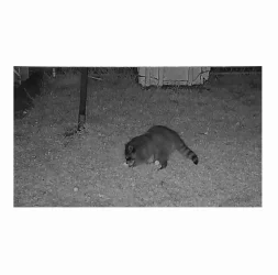 Racoon Video 2after.webp