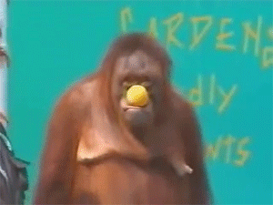 primate-magic-show-eats-lemon.gif primate-magic-show-eats-lemon.gif