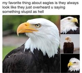 bald eagles.jpg