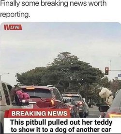 pitbull.jpeg