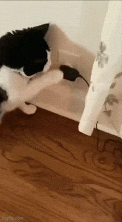 22.gif