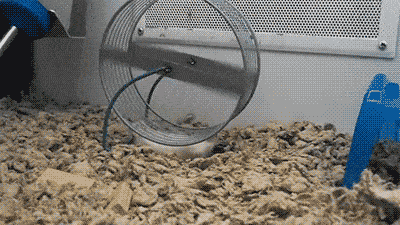 cada (1).gif
