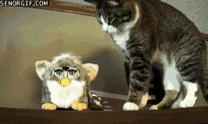 cat-vs-furby.gif