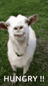 GIF-7317ccf57f2940036178d47d103facab.gif