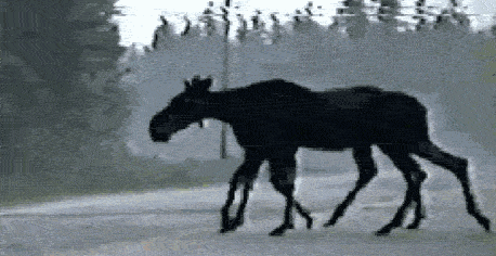 spider-moose-ezgif.com-optimize.gif