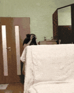 possessed cat maybe.gif