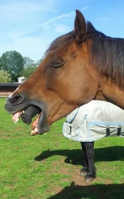 horseception.webp