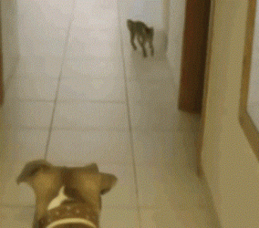 Even the dog is confused.gif Even the dog is confused.gif