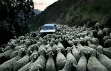sheep-tastrophe.webp sheep-tastrophe.webp