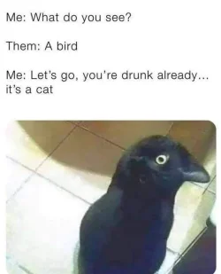 what-do-you-see-bird-drunk-its-cat.webp