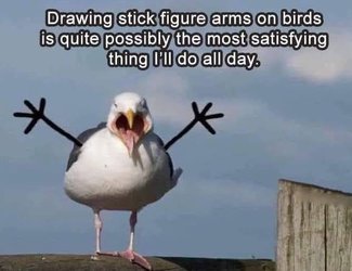 bird arms.jpeg
