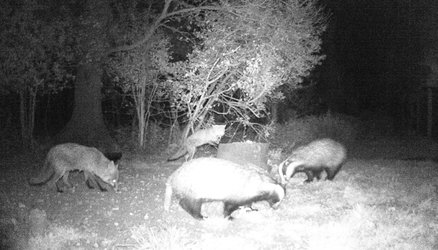 Fox & badger.jpg Fox & badger.jpg