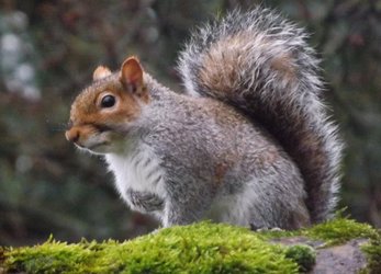 Grey Squirrel.JPG Grey Squirrel.JPG