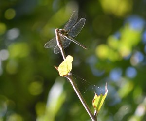 Dragonfly.jpg Dragonfly.jpg
