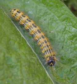 Catapiller.jpg Catapiller.jpg