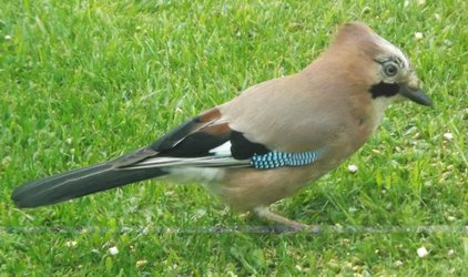 jay.jpg jay.jpg