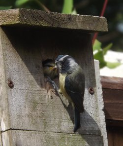 blue tit.jpg blue tit.jpg