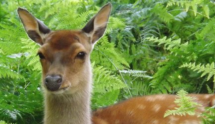 Deer.jpg Deer.jpg