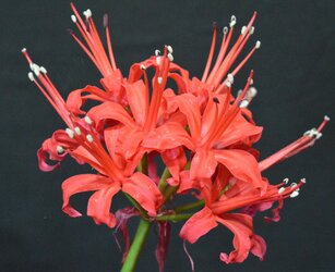 nerine.jpg nerine.jpg