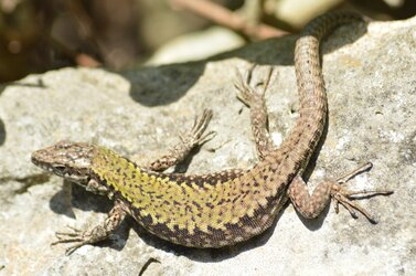 lizard.jpg lizard.jpg