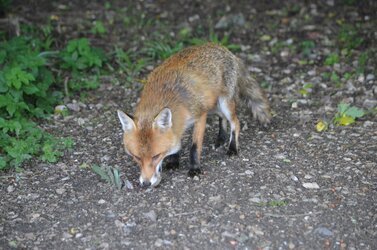 fox 2.jpg fox 2.jpg