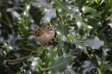 Goldcrest.jpg Goldcrest.jpg